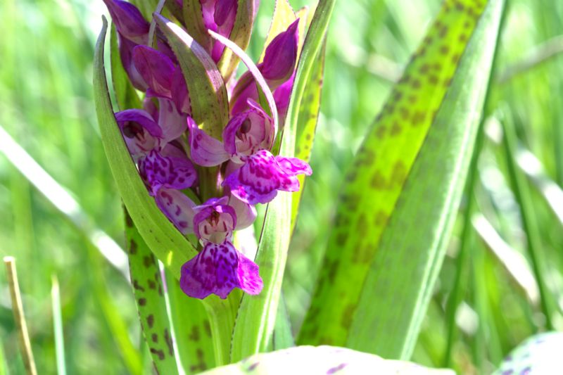 Dactylorhiza majalis?